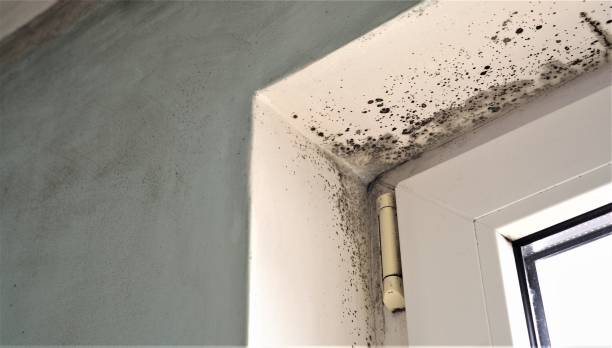 Best HVAC Mold Inspection and Cleaning  in Kaumakani, HI