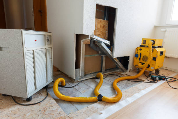 Best Attic Mold Removal  in Kaumakani, HI