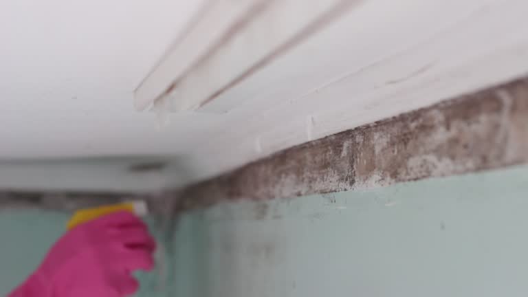 Best Mold Prevention Services  in Kaumakani, HI